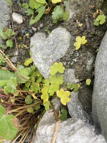 Image of Siberian Saxifrage (Saxifraga sibirica) by (c) Илья Руденко, some rights reserved (CC BY)
