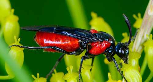 Poison Ivy Sawfly photo 2