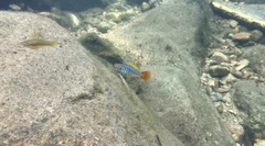 Xiphophorus variatus