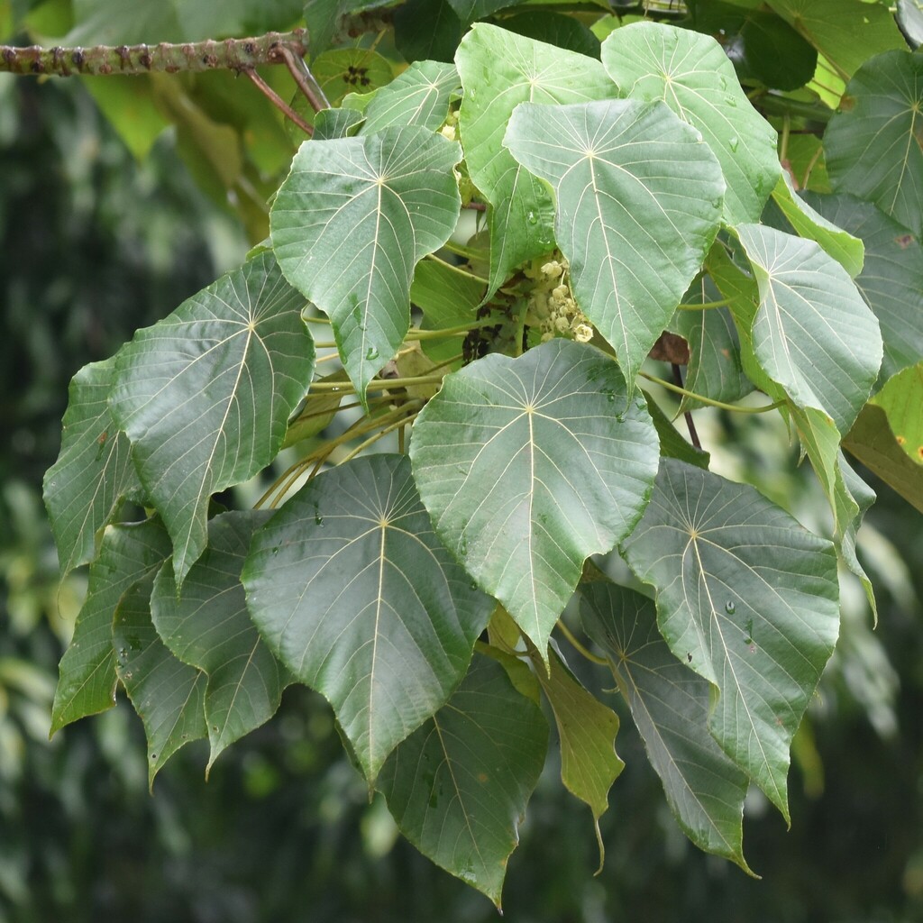 Macaranga tanarius, Hilo, HI 96720, USA