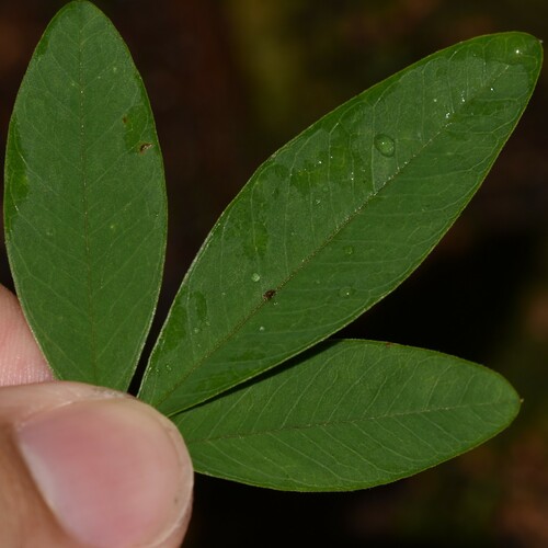 Image of Crotalaria micans by no rights reserved