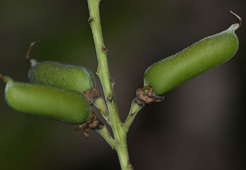 Image of Caracas rattlebox by no rights reserved