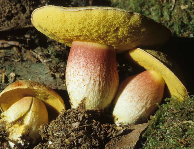Smith's Bolete