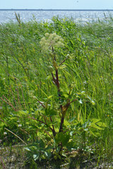 Angelica archangelica litoralis