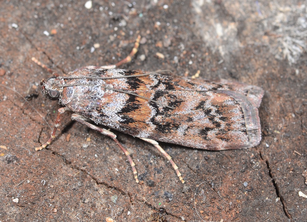 Dioryctria nivaliensis