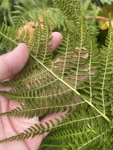 Image of Athyrium distentifolium by (c) Илья Руденко, some rights reserved (CC BY)