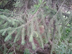 Picea schrenkiana