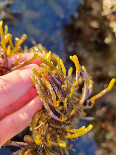 Representative image of Hydrolithaceae