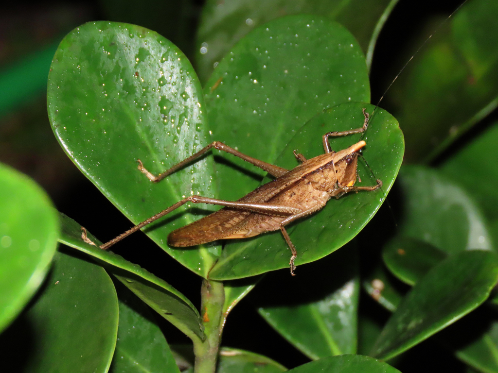 Neoconocephalus colorificus