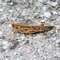 Schistocerca americana