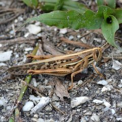 Schistocerca americana