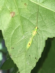Leucochrysa insularis