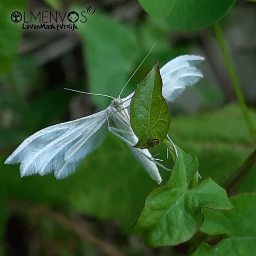White Plume Moth, 7701 Dedemsvaart, Nederland, photo 8 of 10