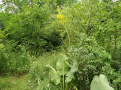Ligularia macrophylla