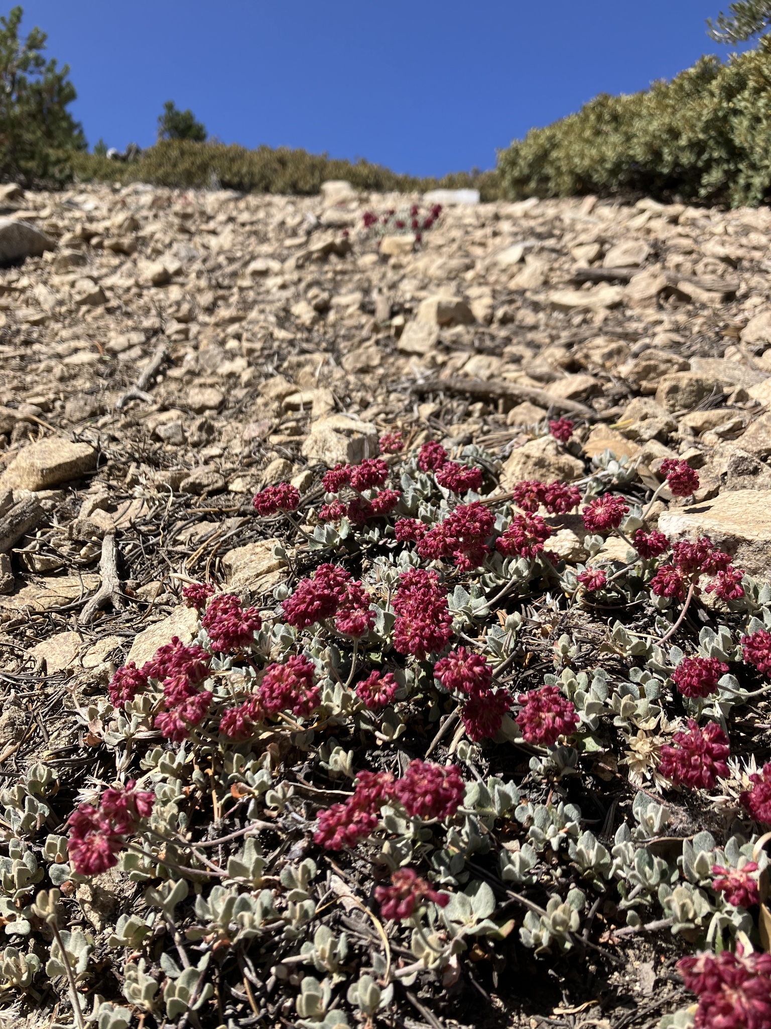 Eriogonum umbellatum var. minus