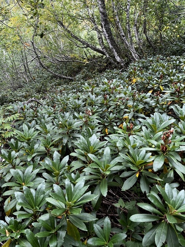 Image of Rhododendron caucasicum by (c) Наталья Пикалова, some rights reserved (CC BY)