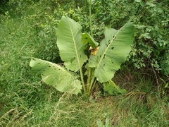 Ligularia macrophylla
