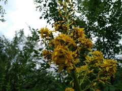 Ligularia macrophylla