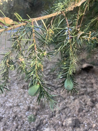 Torreya californica, photograph 6