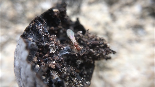 Groove-headed Fierce ant photo 6