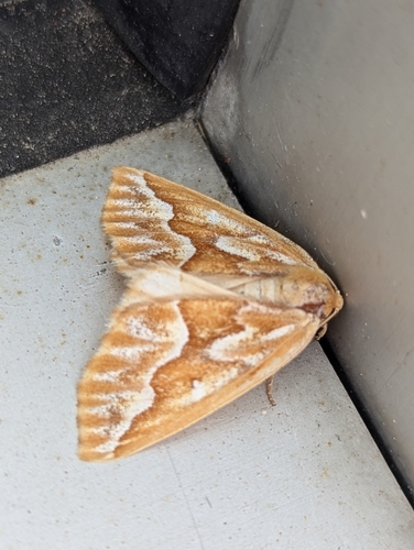 Northern Pine Looper Moth photo 3