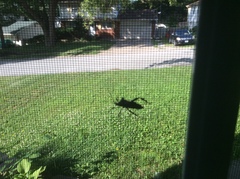 Acanthocephala declivis