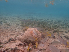 Negaprion brevirostris