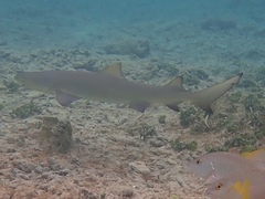 Negaprion brevirostris