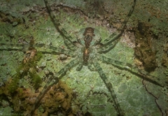 Tamopsis tweedensis