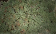 Tamopsis tweedensis