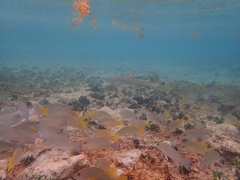 Negaprion brevirostris