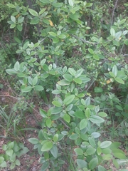 Rhododendron ledebourii