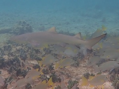 Negaprion brevirostris