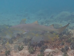 Negaprion brevirostris