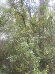 Rhododendron ledebourii