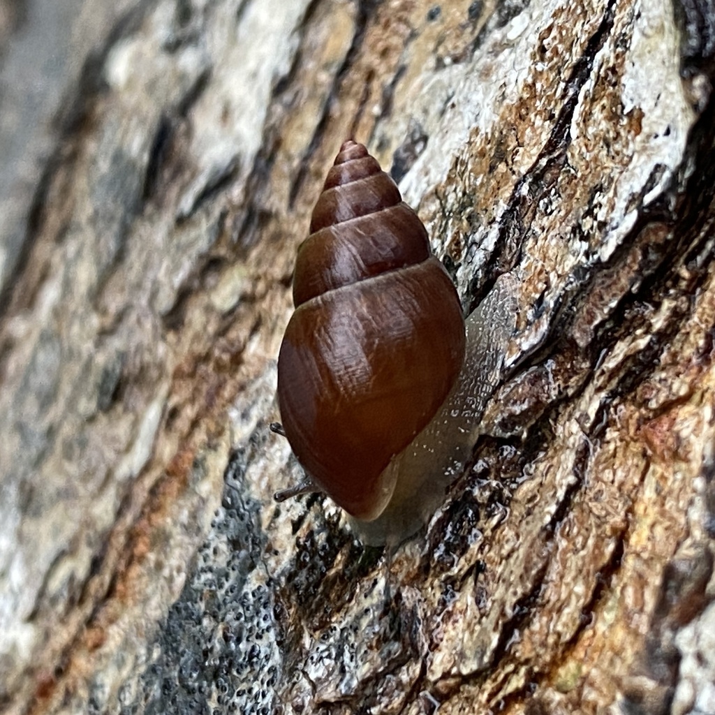 Brown Cone