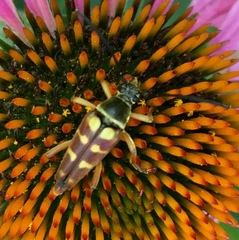 Typocerus velutinus