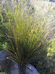 Hypodiscus alboaristatus