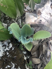 Kalanchoe laetivirens