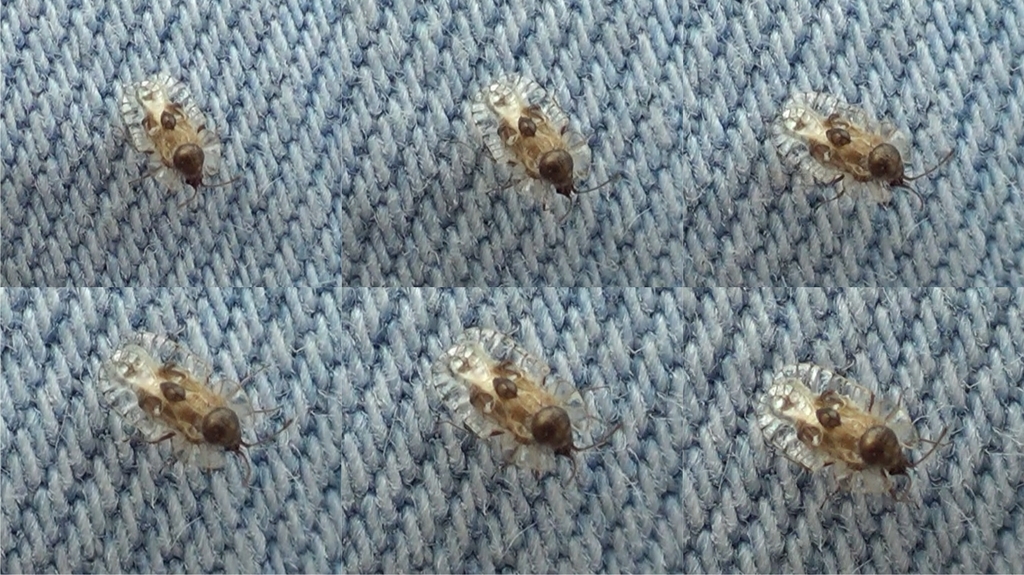 Galeatus scrophicus