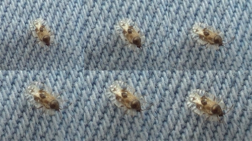Galeatus scrophicus