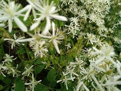 Clematis terniflora mandshurica