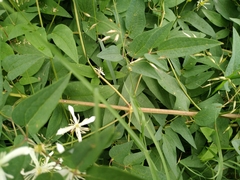 Clematis terniflora mandshurica