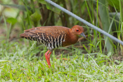 Rallina fasciata