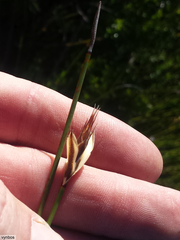 Hypodiscus alboaristatus