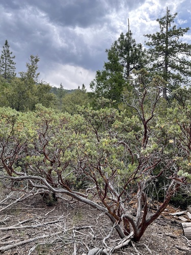 iNaturalist observation photo of bearberries and manzanitas