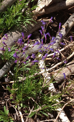Penstemon gracilentus