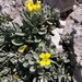 Alyssum neglectum - Photo (c) Michael Pongratz, some rights reserved (CC BY-NC), uploaded by Michael Pongratz