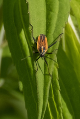 Leptopterna dolabrata