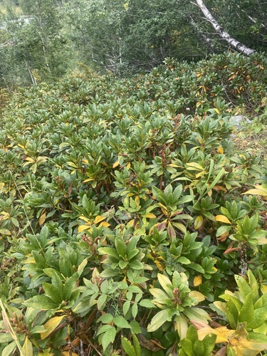 Image of Rhododendron caucasicum by (c) Илья Руденко, some rights reserved (CC BY)